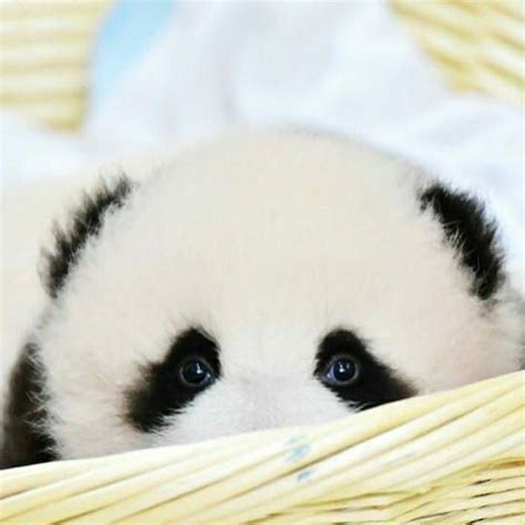 Give Like To This Shy Panda Like Follow And Share Pandaworld