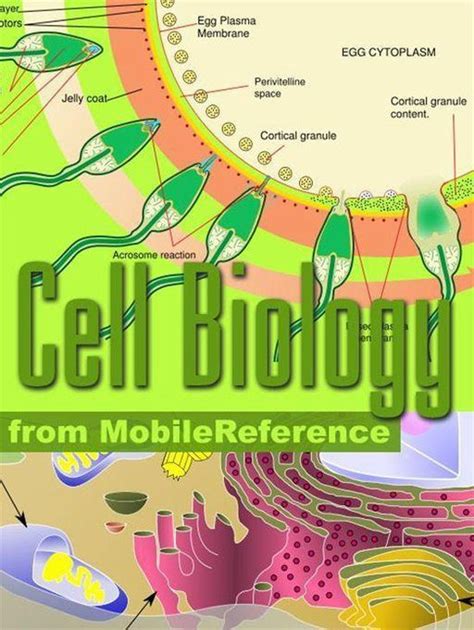 Cell Biology Study Guide Prokaryotes Archaea Eukaryotes Viruses