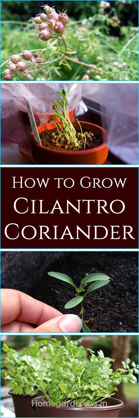 Awasome How To Take Care Coriander Plant 2022 Eviva Midtown