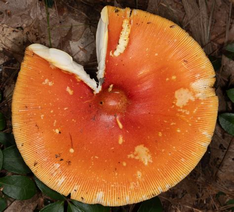 Amanita Caesarea American Caesars Mushroom