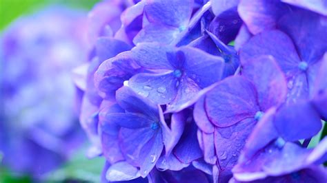 Wallpaper Beautiful Blue Hydrangea Flowers Macro Photography Dew