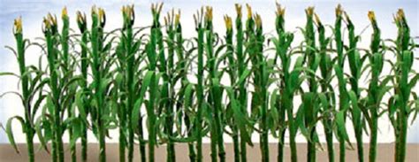 Jtt Scenery Products 95553 O Scale Corn Stalks 2 28pk Aq Hobbies