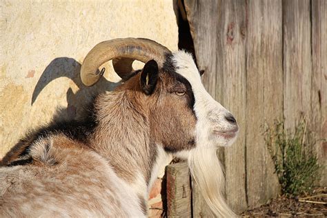 Billy Goat Horns Domestic Free Photo On Pixabay