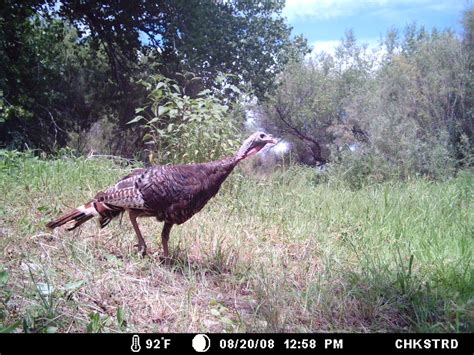 Wild Turkey Camera Trap Photo Bosque Del Apache Nwr Nm Flickr