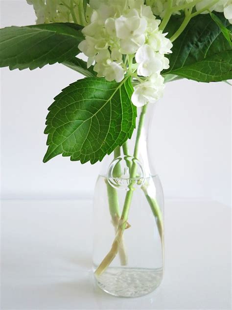 We did not find results for: How To Make Hydrangeas Last Forever - Solo Lisa (With ...