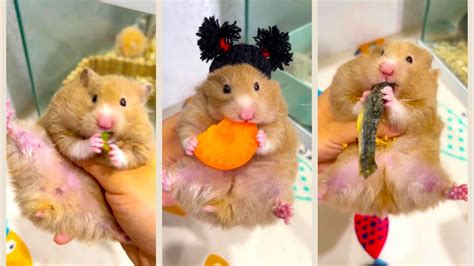 Aww😁 Funny And Cute Hamster Videos Compilation 🐹 Funniest Hamsters Of