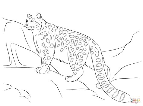 Snow Leopard coloring page | Free Printable Coloring Pages