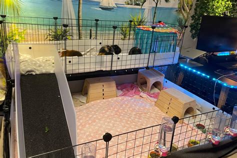 Guinea Pig Cage Setup Make An Enriching Home For Your Pets