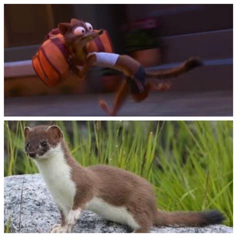 In Zootopia 2016 Despite Being Referred To As A Weasel Weaselton