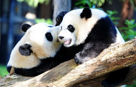 Hurray Giant Pandas Are No Longer An Endangered Species Cuddles All