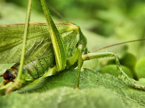 Fotos Gratis Naturaleza Madera Fotografía Verde Marrón Fauna