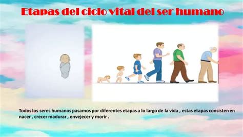 Etapas Del Ciclo Vital Del Ser Humano Profesocial