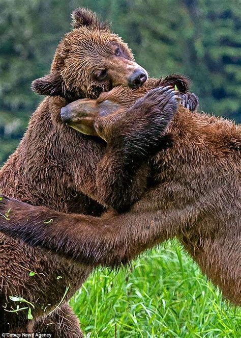 Wrestling Bears Share A Touching Hug After 30 Minute Fight Bear Hug