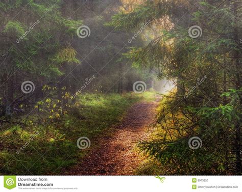 In Sunny Autumn Forest Stock Photo Image Of Grass Russia 6973620