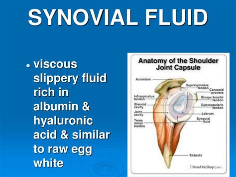 Ppt Synovial Joint Powerpoint Presentation Free Download Id2086508