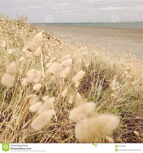 Seaside Grass Stock Image Image Of Ocean Grassland 53075383