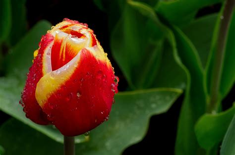 High Quality Desktop Wallpaper Of Tulip Photo Of Bud Flower