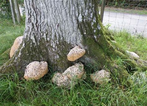 Pseudoinonotus Dryadeus Oak Bracket Fungus
