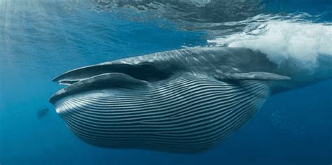 Brydes Whales ~ Marinebio Conservation Society