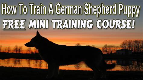 Who does not want a trained german shepherd will play around him or her. How To Potty Train A German Shepherd Puppy German Shepherd ...
