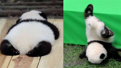 Baby 🐼pandas Funniest Pandas Videos Compilation Cute Animals 7
