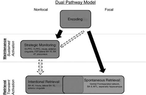 5 The Dual Pathways Model Presented By Mcdaniel Et Al 2015 Adapted