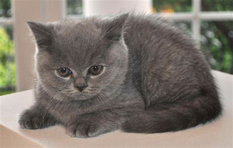 Te Hablamos De 6 Razas De Gatos Que No Crecen Mucho 😻 Russian Cat Breeds Rare Cat Breeds
