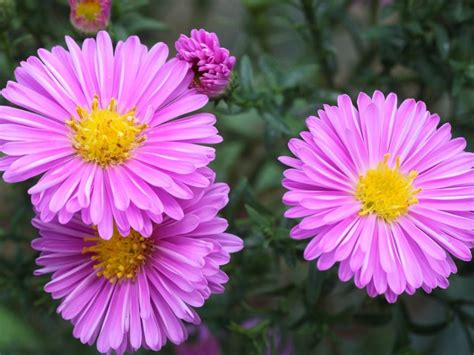 New England Aster Plant Growing And Caring For New England Aster Flowers