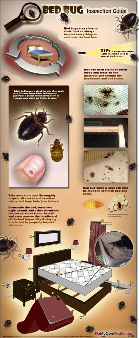 Bed Bug Inspection Guide Infographic
