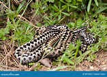 Serpientes en la hierba foto de archivo. Imagen de veneno - 9074330