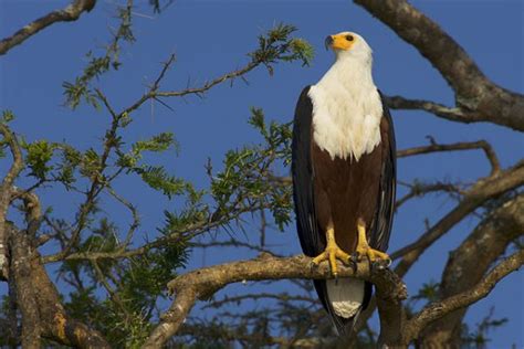 15 Largest And Biggest Eagles In The World
