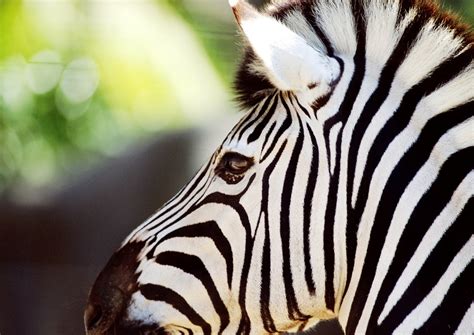 Beautiful Wallpapers Zebra Rare Pictures Collection