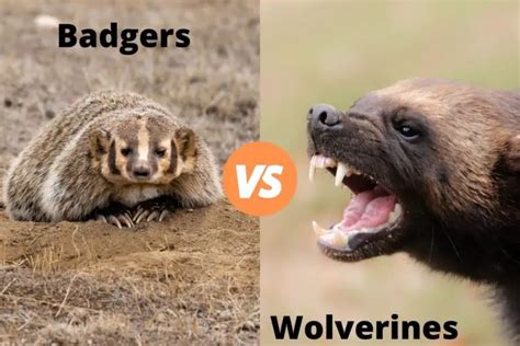 Badger Vs Wolverine How They Compare Assorted Animals