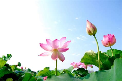 During a vietnamese wedding, it is customary for only men to bring flowers for the women, and the same is true during the dating period. Lotus - National flower of Vietnam ~ The Vietnam Tourism