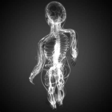 Menselijk Zenuwstelsel Anatomie Van Menselijk Lichaams My XXX Hot Girl