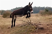 10 Surprising Facts About Donkeys