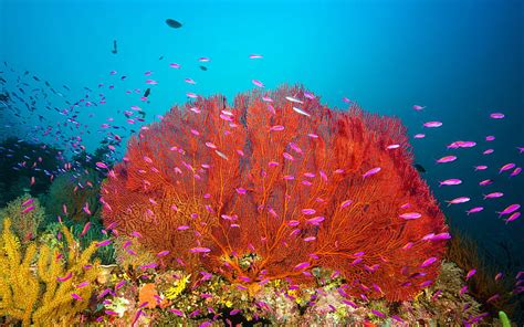 5k Free Download Coral Reef Marovo Lagoon Solomon Islands Bing Hd