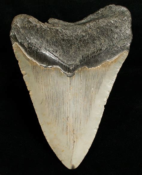 Bargain 462 Megalodon Shark Tooth For Sale 6655