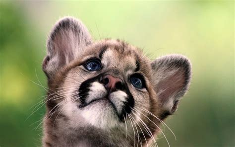 Animal Cougar Hd Wallpaper