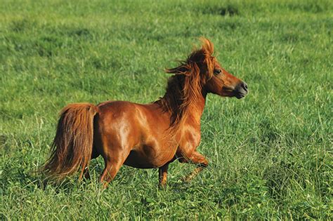 What Is The Difference Between A Miniature Horse And A Pony Things To