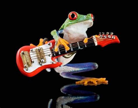 Electric Guitar Frog Fender Guitar Art Real Frog By Frogfun 2500