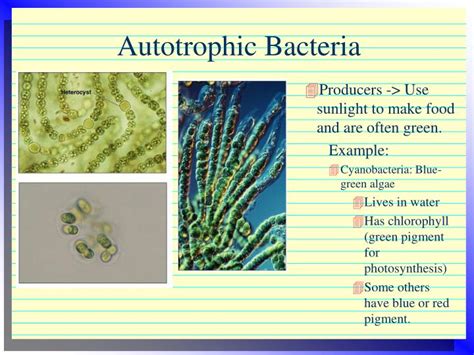 Ppt Classifying Living Organisms Powerpoint Presentation Id6446408