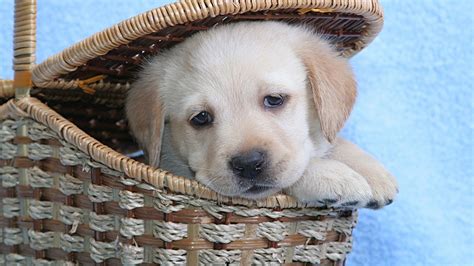 Cute Labrador Puppy 1920 X 1080 Hdtv 1080p Wallpaper