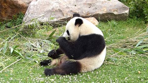 Panda Mange Un Bambou Au Zoo De Beauval 2012 22 Youtube