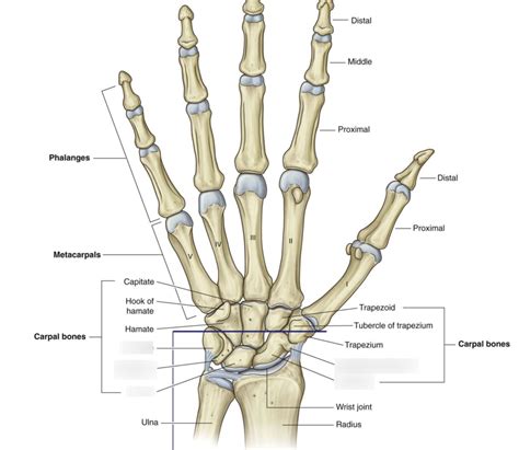 Proximal Row Of Carpal Bones In Wrist Diagram Quizlet