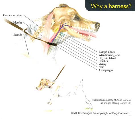 This diagram depicts throat and neck anatomy. Pulling on Leash: Let's walk together