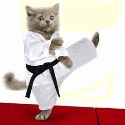 Gatito Karateca Funny Cat Pictures Funny Cats Funny