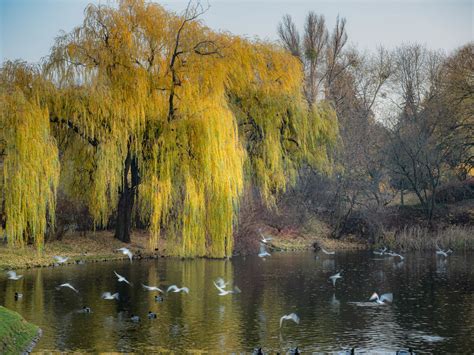 Weeping Golden Willow By Haskar · 365 Project
