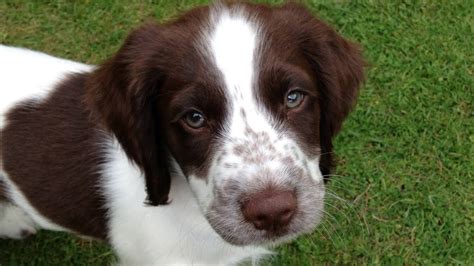 English Springer Spaniel Puppy Chewing Youtube
