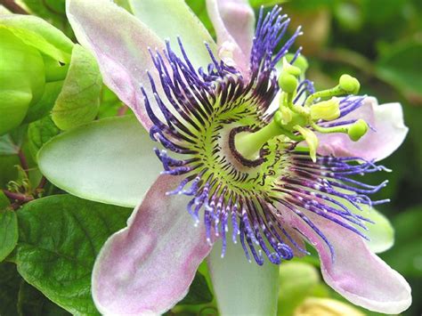 Blue Passion Flower Vine Passiflora Caerulea Pictures Plant Care